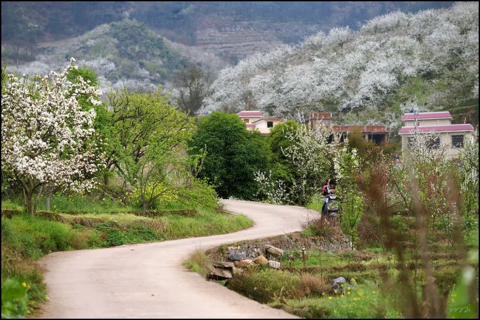 【春天,广西桂林灌阳县向您发出邀请!】我们在灌阳看梨花 - 游山玩水 - 运城生活社区 - 运城28生活网 yuncheng.28life.com