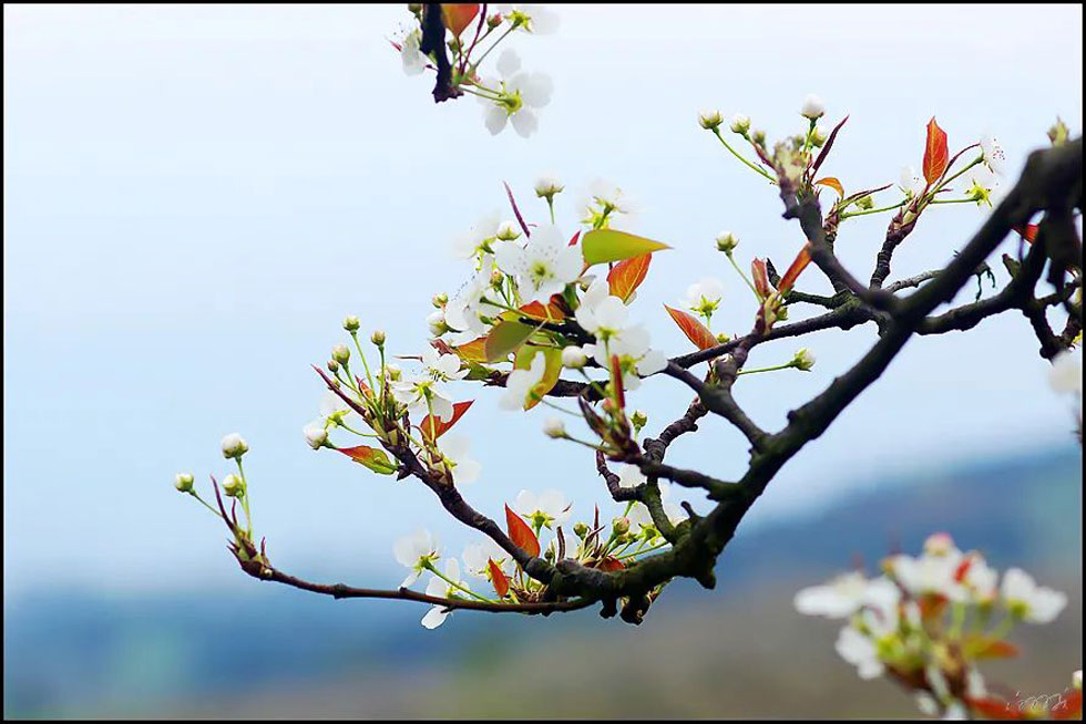 【春天,广西桂林灌阳县向您发出邀请!】我们在灌阳看梨花 - 游山玩水 - 运城生活社区 - 运城28生活网 yuncheng.28life.com