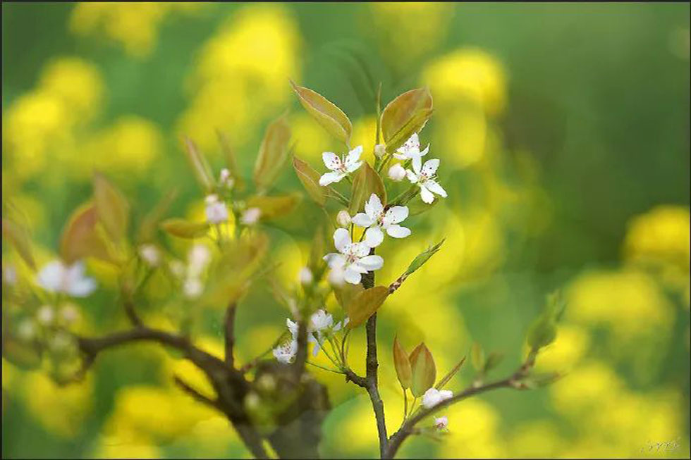【春天,广西桂林灌阳县向您发出邀请!】我们在灌阳看梨花 - 游山玩水 - 运城生活社区 - 运城28生活网 yuncheng.28life.com