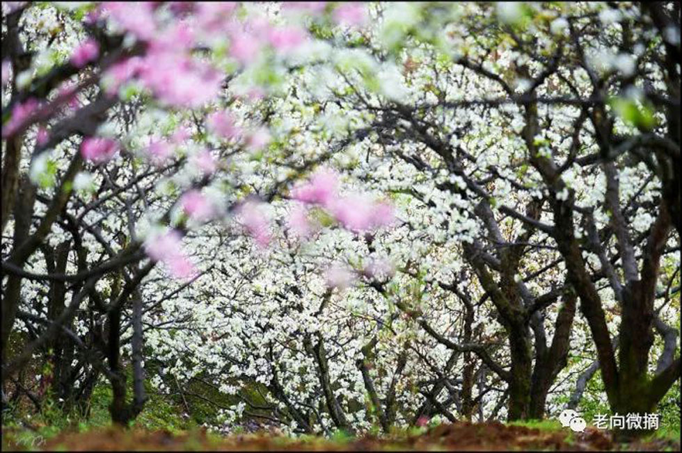 【春天,广西桂林灌阳县向您发出邀请!】我们在灌阳看梨花 - 游山玩水 - 运城生活社区 - 运城28生活网 yuncheng.28life.com