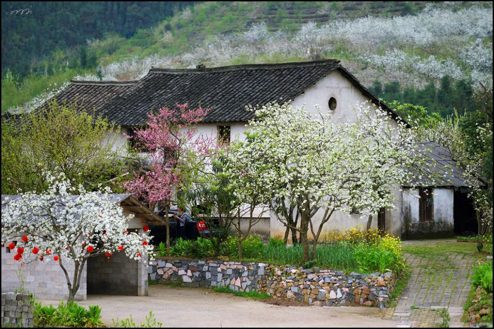 【春天,广西桂林灌阳县向您发出邀请!】我们在灌阳看梨花 - 游山玩水 - 运城生活社区 - 运城28生活网 yuncheng.28life.com