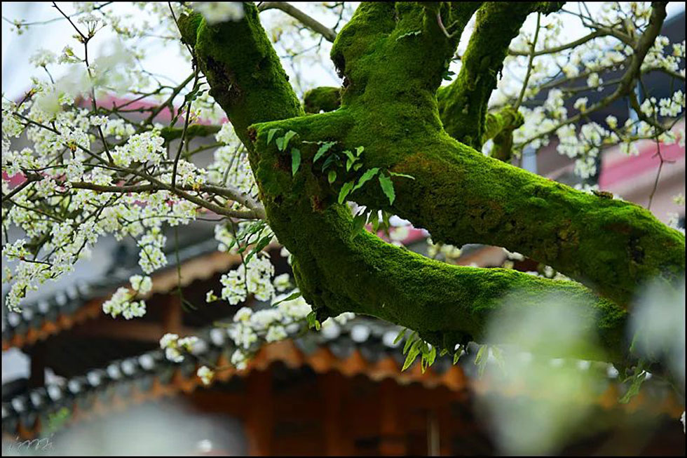 【春天,广西桂林灌阳县向您发出邀请!】我们在灌阳看梨花 - 游山玩水 - 运城生活社区 - 运城28生活网 yuncheng.28life.com