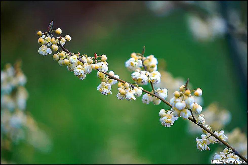 【春天,广西桂林灌阳县向您发出邀请!】米珠山前有片山苍子花在飘香 - 游山玩水 - 运城生活社区 - 运城28生活网 yuncheng.28life.com