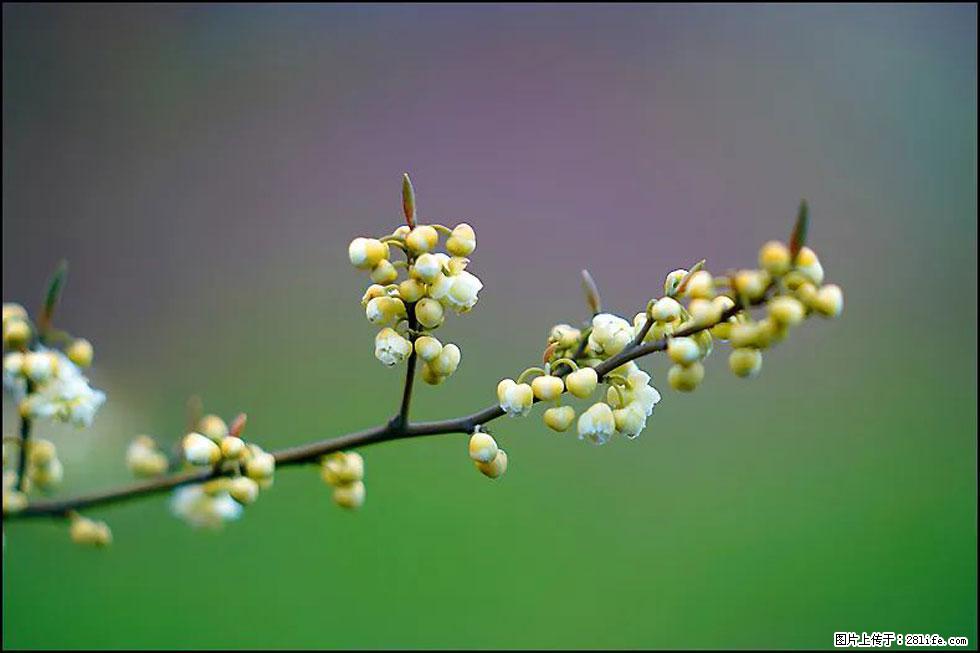 【春天,广西桂林灌阳县向您发出邀请!】米珠山前有片山苍子花在飘香 - 游山玩水 - 运城生活社区 - 运城28生活网 yuncheng.28life.com