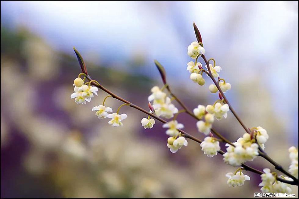 【春天,广西桂林灌阳县向您发出邀请!】米珠山前有片山苍子花在飘香 - 游山玩水 - 运城生活社区 - 运城28生活网 yuncheng.28life.com