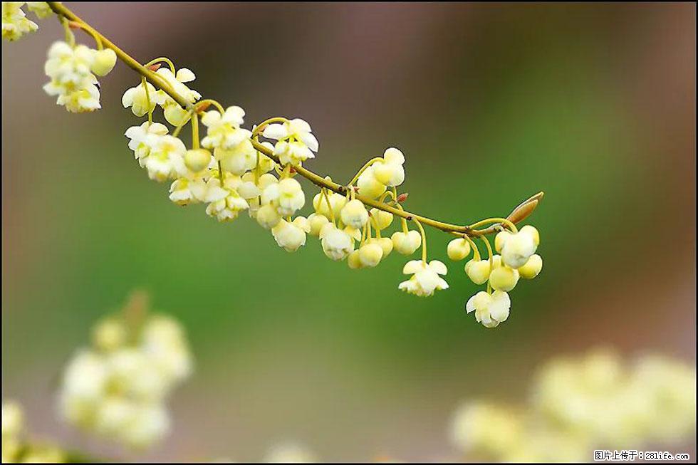 【春天,广西桂林灌阳县向您发出邀请!】米珠山前有片山苍子花在飘香 - 游山玩水 - 运城生活社区 - 运城28生活网 yuncheng.28life.com