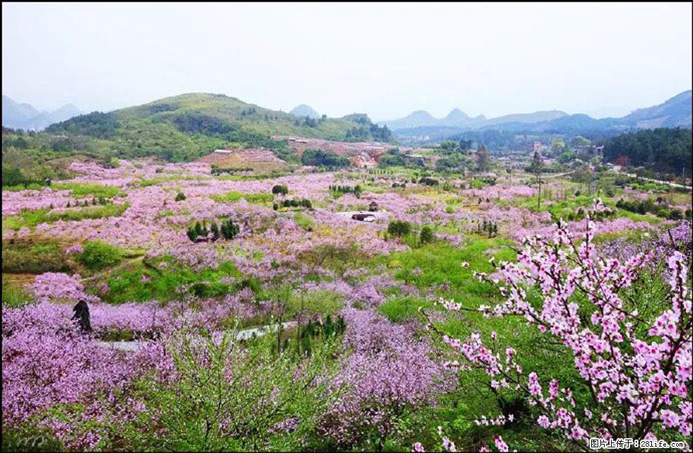 【春天,广西桂林灌阳县向您发出邀请!】官庄村有个醉美的桃花园 - 游山玩水 - 运城生活社区 - 运城28生活网 yuncheng.28life.com