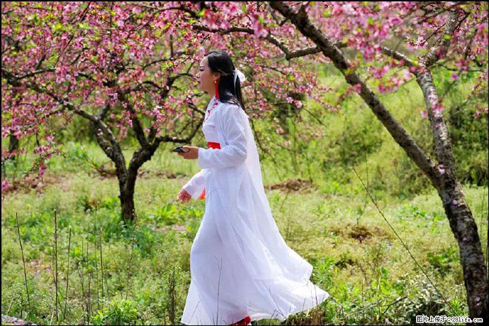 【春天,广西桂林灌阳县向您发出邀请!】官庄村有个醉美的桃花园 - 游山玩水 - 运城生活社区 - 运城28生活网 yuncheng.28life.com