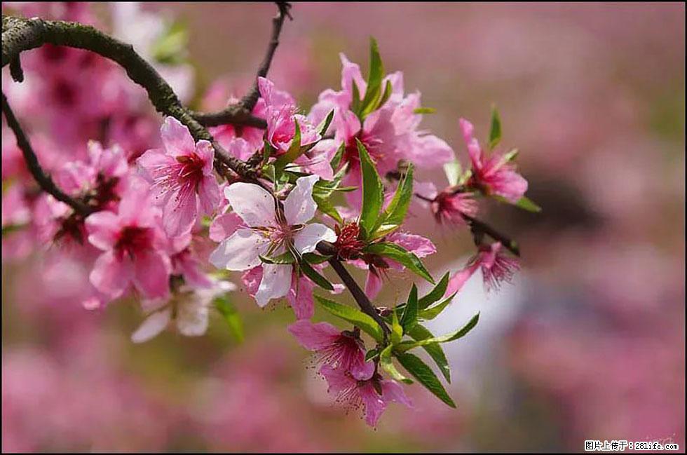 【春天,广西桂林灌阳县向您发出邀请!】官庄村有个醉美的桃花园 - 游山玩水 - 运城生活社区 - 运城28生活网 yuncheng.28life.com