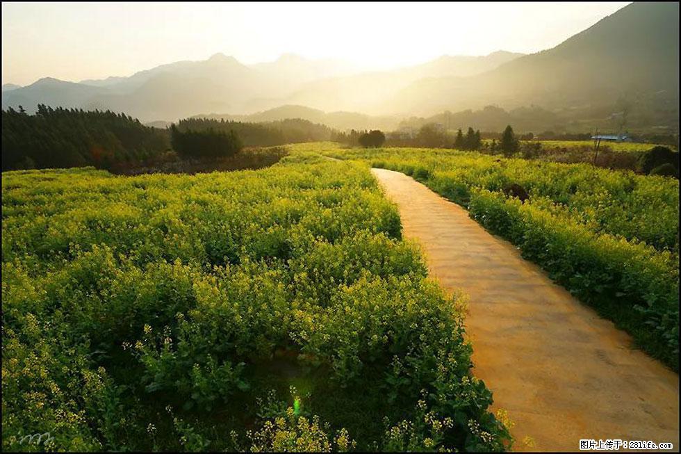 【春天,广西桂林灌阳县向您发出邀请!】长坪村油菜盛情花开 - 游山玩水 - 运城生活社区 - 运城28生活网 yuncheng.28life.com