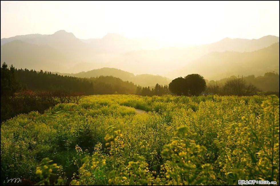 【春天,广西桂林灌阳县向您发出邀请!】长坪村油菜盛情花开 - 游山玩水 - 运城生活社区 - 运城28生活网 yuncheng.28life.com