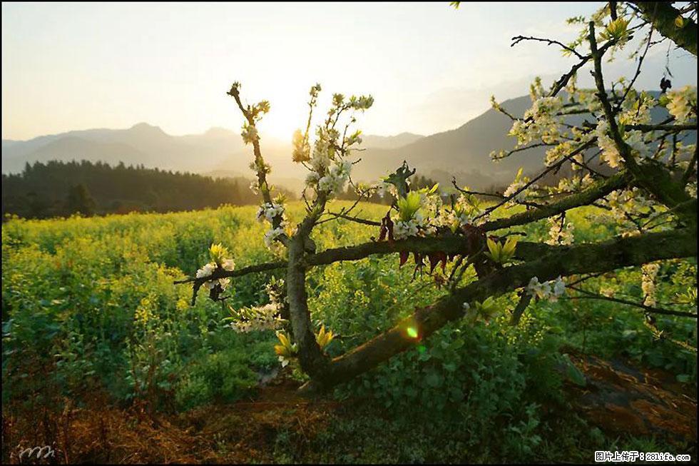 【春天,广西桂林灌阳县向您发出邀请!】长坪村油菜盛情花开 - 游山玩水 - 运城生活社区 - 运城28生活网 yuncheng.28life.com