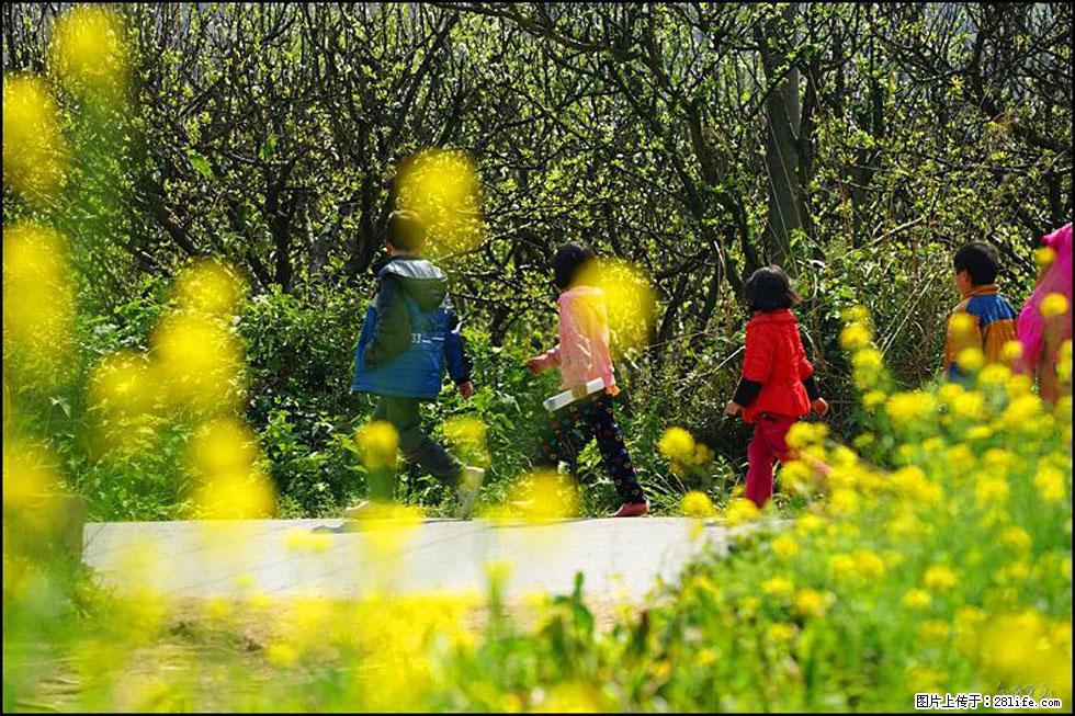 【春天,广西桂林灌阳县向您发出邀请!】长坪村油菜盛情花开 - 游山玩水 - 运城生活社区 - 运城28生活网 yuncheng.28life.com