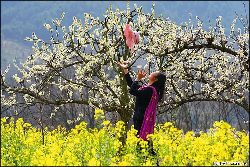 【春天,广西桂林灌阳县向您发出邀请!】长坪村油菜盛情花开 - 游山玩水 - 运城生活社区 - 运城28生活网 yuncheng.28life.com