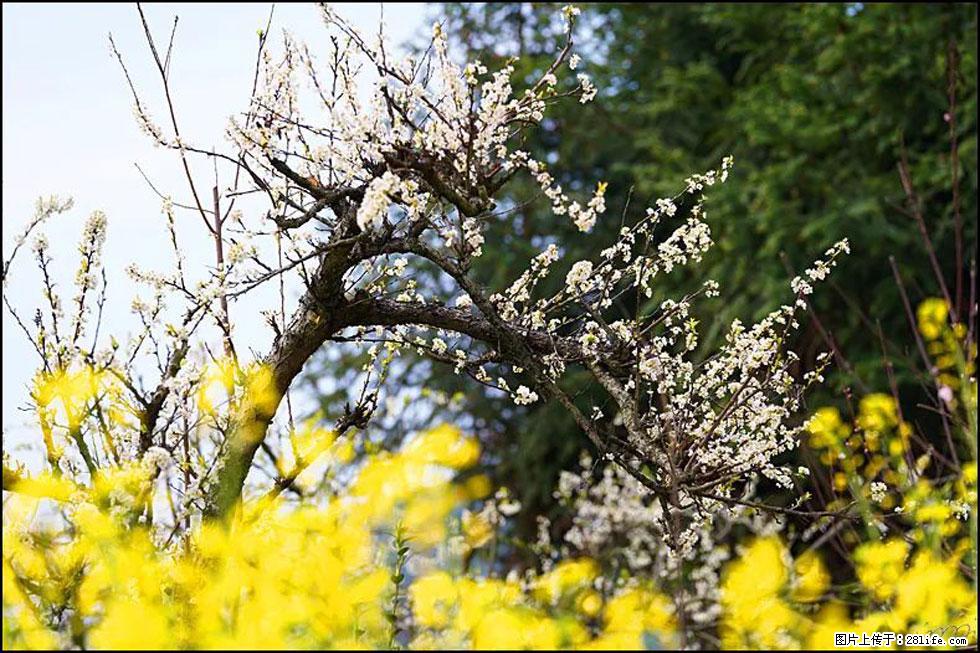 【春天,广西桂林灌阳县向您发出邀请!】长坪村油菜盛情花开 - 游山玩水 - 运城生活社区 - 运城28生活网 yuncheng.28life.com