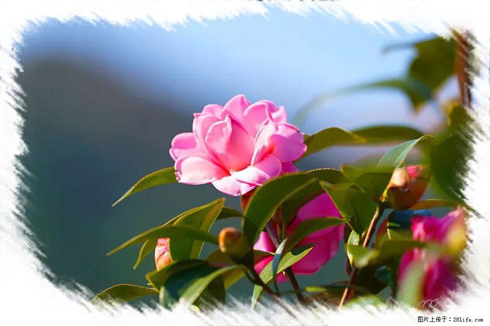 【春天,广西桂林灌阳县向您发出邀请!】杨柳井茶花惹人爱 - 游山玩水 - 运城生活社区 - 运城28生活网 yuncheng.28life.com