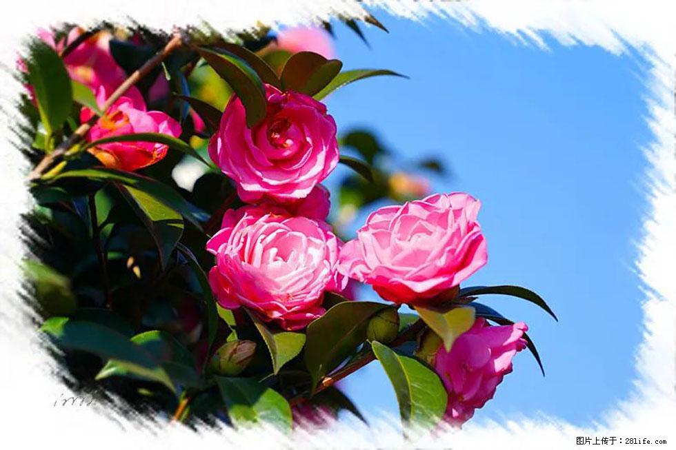 【春天,广西桂林灌阳县向您发出邀请!】杨柳井茶花惹人爱 - 游山玩水 - 运城生活社区 - 运城28生活网 yuncheng.28life.com