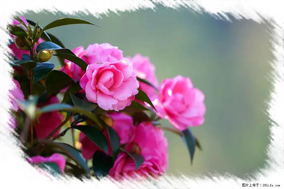 【春天,广西桂林灌阳县向您发出邀请!】杨柳井茶花惹人爱 - 游山玩水 - 运城生活社区 - 运城28生活网 yuncheng.28life.com