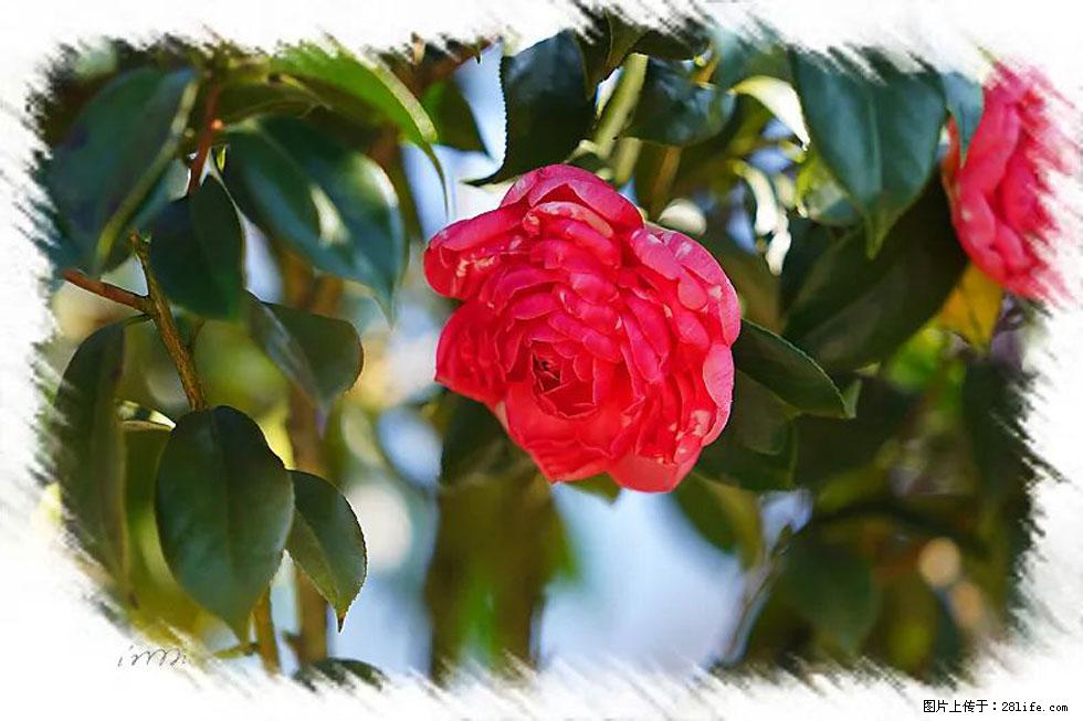 【春天,广西桂林灌阳县向您发出邀请!】杨柳井茶花惹人爱 - 游山玩水 - 运城生活社区 - 运城28生活网 yuncheng.28life.com