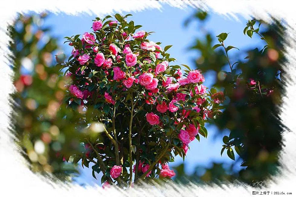 【春天,广西桂林灌阳县向您发出邀请!】杨柳井茶花惹人爱 - 游山玩水 - 运城生活社区 - 运城28生活网 yuncheng.28life.com