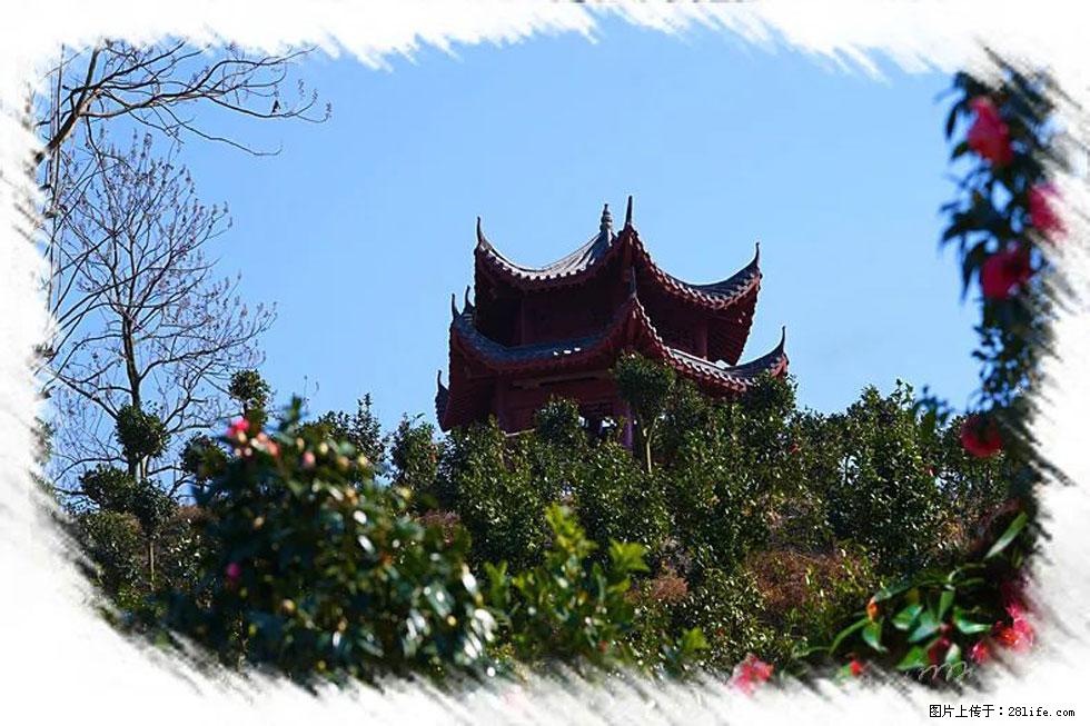 【春天,广西桂林灌阳县向您发出邀请!】杨柳井茶花惹人爱 - 游山玩水 - 运城生活社区 - 运城28生活网 yuncheng.28life.com