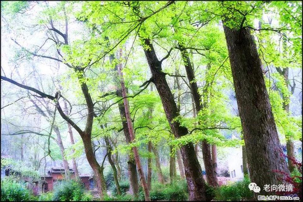 【春天,广西桂林灌阳县向您发出邀请!】在小龙村与春天约会 - 游山玩水 - 运城生活社区 - 运城28生活网 yuncheng.28life.com