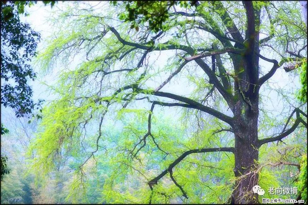 【春天,广西桂林灌阳县向您发出邀请!】在小龙村与春天约会 - 游山玩水 - 运城生活社区 - 运城28生活网 yuncheng.28life.com