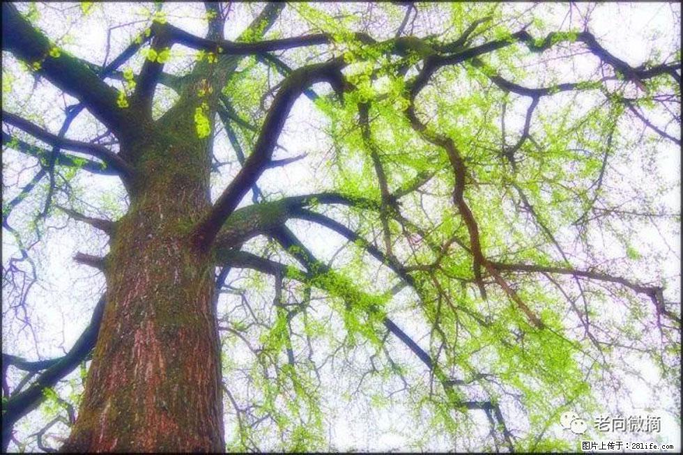 【春天,广西桂林灌阳县向您发出邀请!】在小龙村与春天约会 - 游山玩水 - 运城生活社区 - 运城28生活网 yuncheng.28life.com