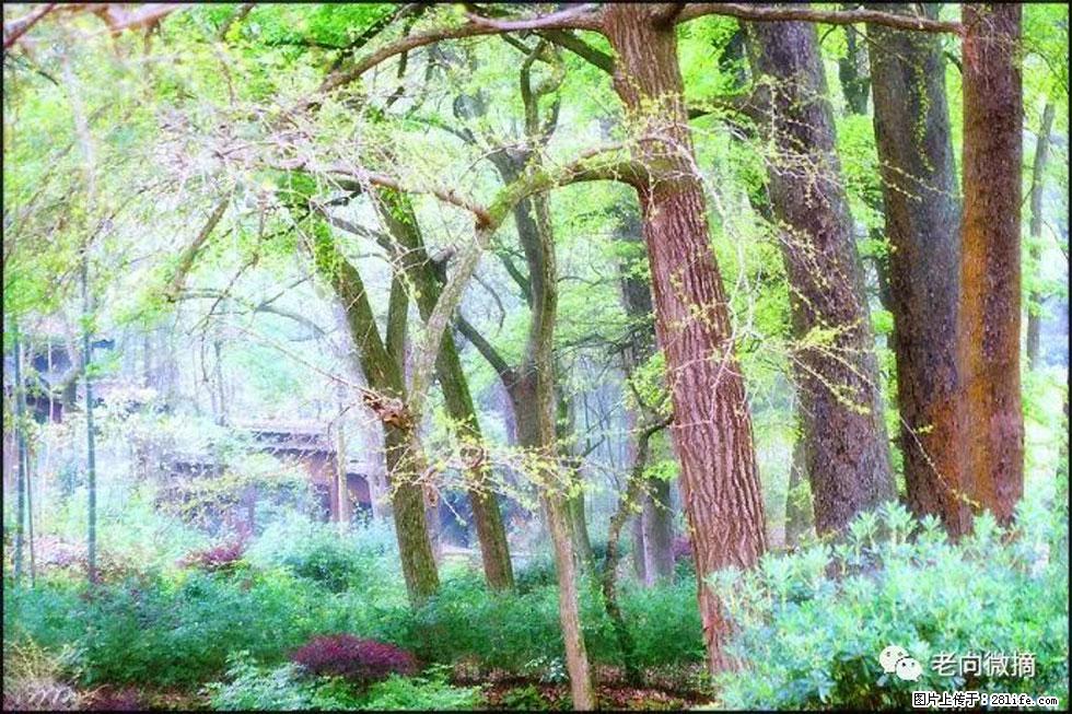 【春天,广西桂林灌阳县向您发出邀请!】在小龙村与春天约会 - 游山玩水 - 运城生活社区 - 运城28生活网 yuncheng.28life.com