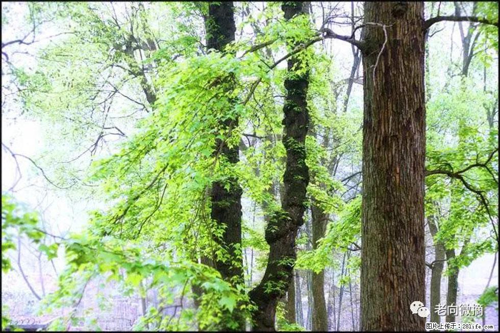 【春天,广西桂林灌阳县向您发出邀请!】在小龙村与春天约会 - 游山玩水 - 运城生活社区 - 运城28生活网 yuncheng.28life.com