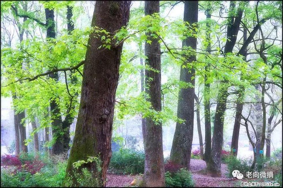 【春天,广西桂林灌阳县向您发出邀请!】在小龙村与春天约会 - 游山玩水 - 运城生活社区 - 运城28生活网 yuncheng.28life.com