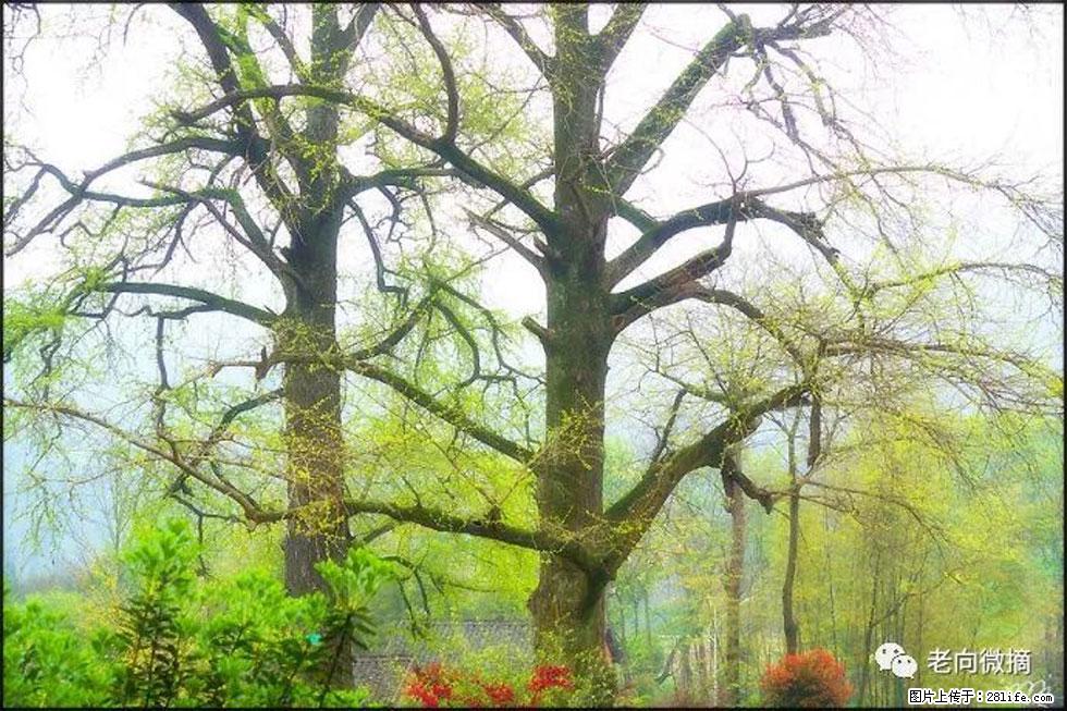 【春天,广西桂林灌阳县向您发出邀请!】在小龙村与春天约会 - 游山玩水 - 运城生活社区 - 运城28生活网 yuncheng.28life.com