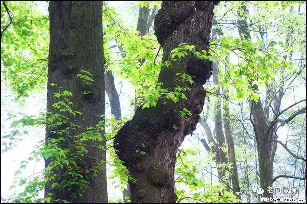 【春天,广西桂林灌阳县向您发出邀请!】在小龙村与春天约会 - 游山玩水 - 运城生活社区 - 运城28生活网 yuncheng.28life.com