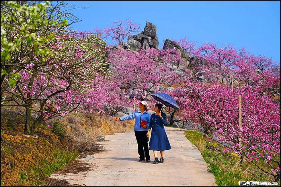 【春天,广西桂林灌阳县向您发出邀请!】望月岭上桃花开 - 游山玩水 - 运城生活社区 - 运城28生活网 yuncheng.28life.com