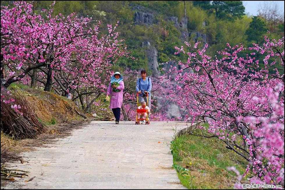 【春天,广西桂林灌阳县向您发出邀请!】望月岭上桃花开 - 游山玩水 - 运城生活社区 - 运城28生活网 yuncheng.28life.com