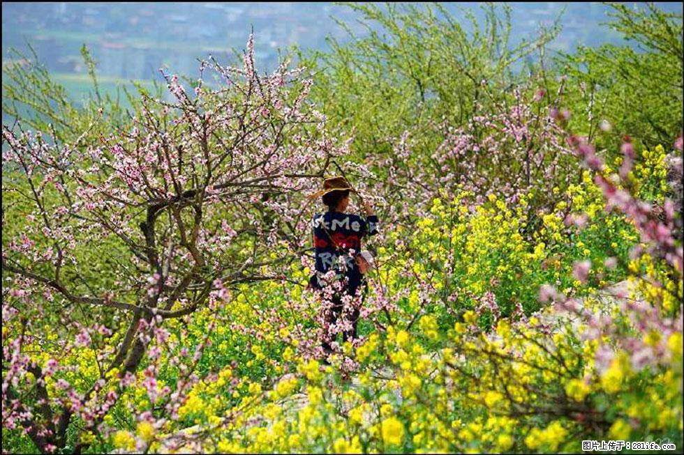 【春天,广西桂林灌阳县向您发出邀请!】望月岭上桃花开 - 游山玩水 - 运城生活社区 - 运城28生活网 yuncheng.28life.com