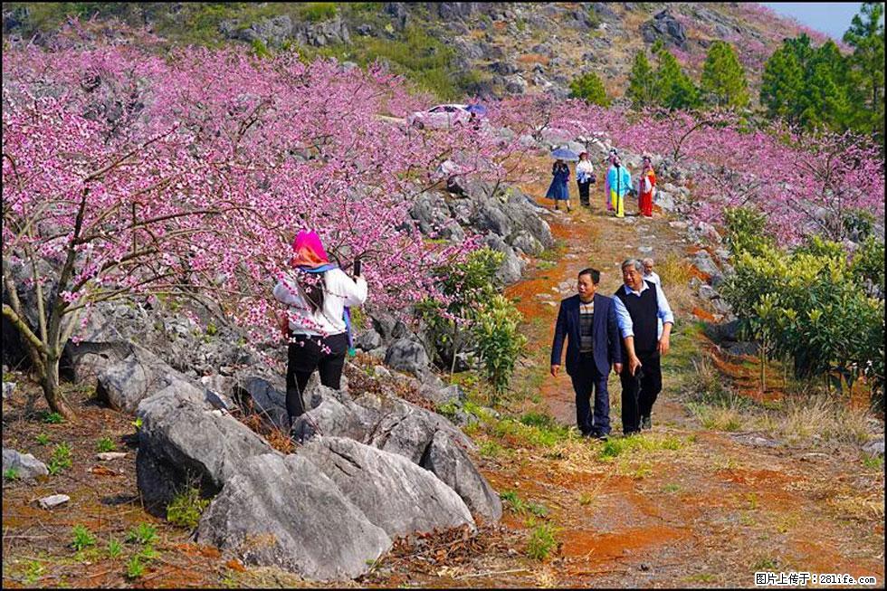 【春天,广西桂林灌阳县向您发出邀请!】望月岭上桃花开 - 游山玩水 - 运城生活社区 - 运城28生活网 yuncheng.28life.com