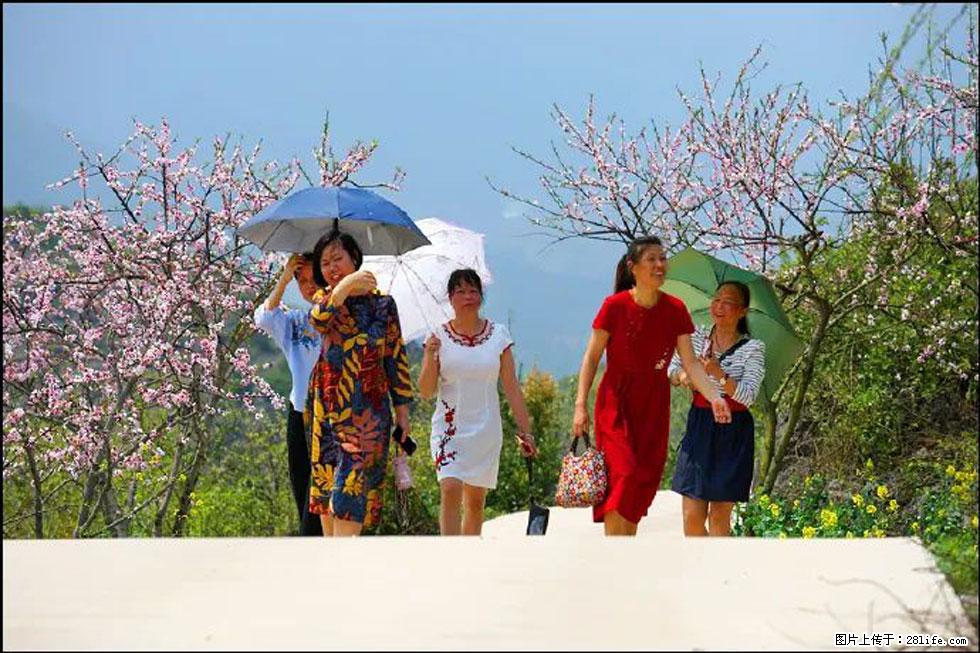 【春天,广西桂林灌阳县向您发出邀请!】望月岭上桃花开 - 游山玩水 - 运城生活社区 - 运城28生活网 yuncheng.28life.com