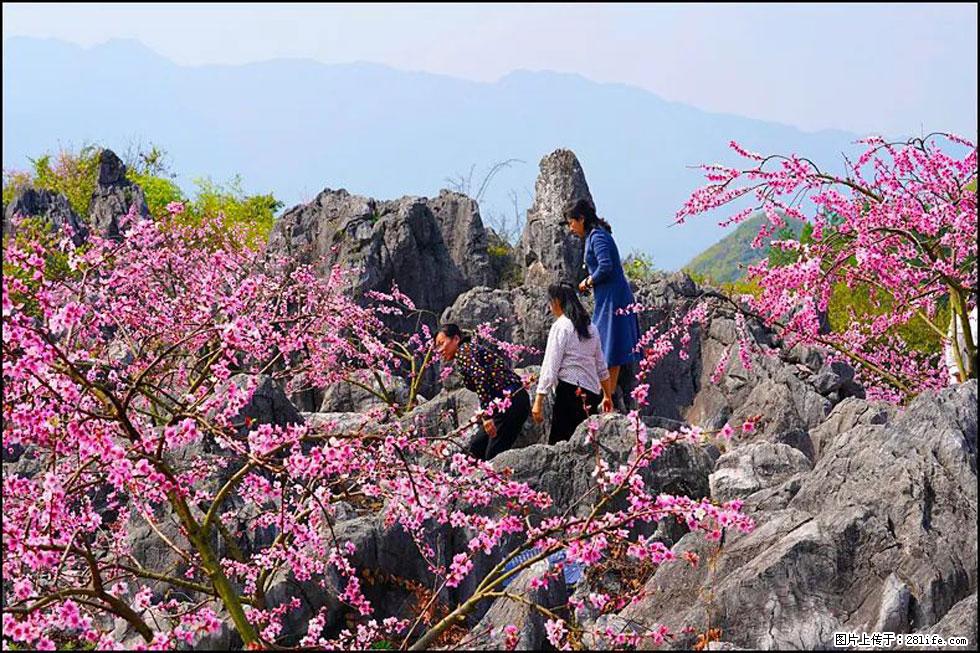 【春天,广西桂林灌阳县向您发出邀请!】望月岭上桃花开 - 游山玩水 - 运城生活社区 - 运城28生活网 yuncheng.28life.com