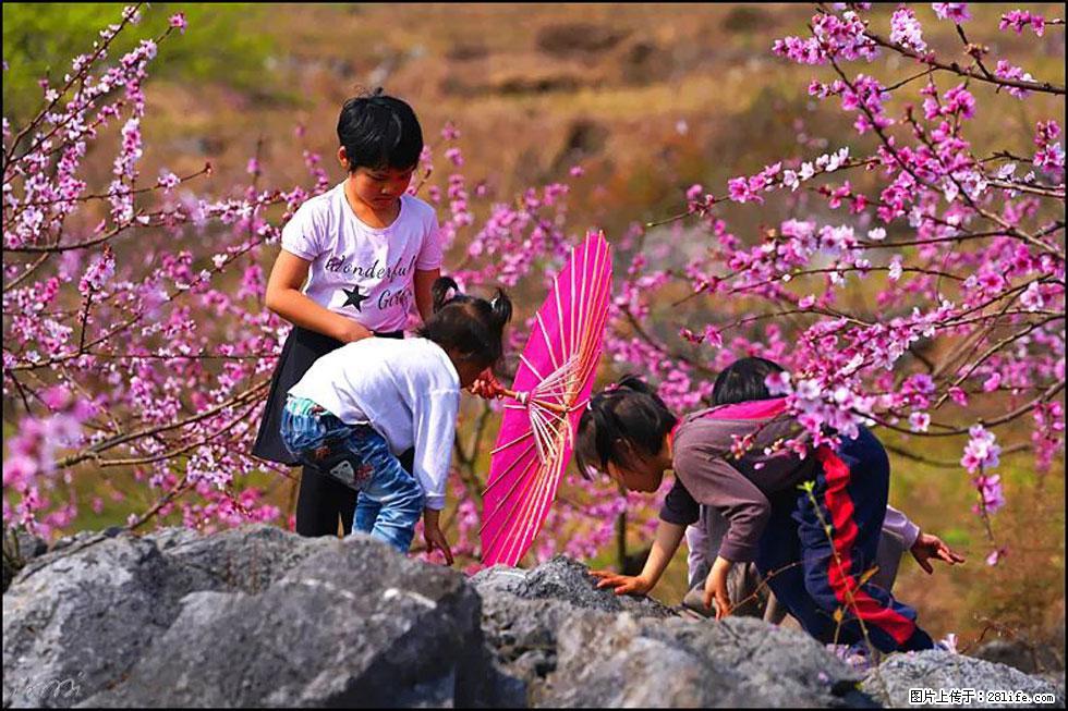【春天,广西桂林灌阳县向您发出邀请!】望月岭上桃花开 - 游山玩水 - 运城生活社区 - 运城28生活网 yuncheng.28life.com