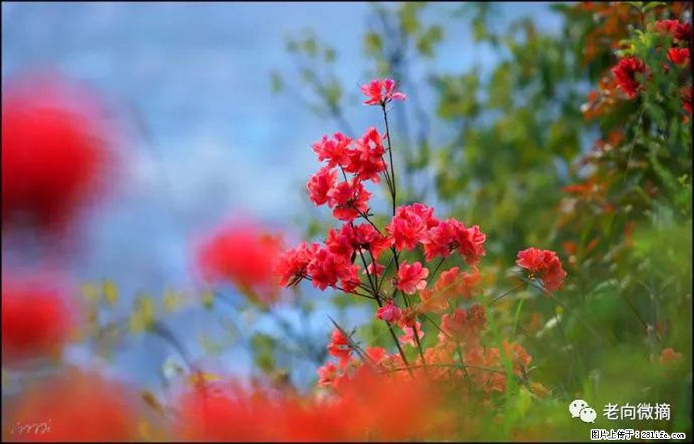 【春天,广西桂林灌阳县向您发出邀请!】登麒麟山,相约映山红 - 游山玩水 - 运城生活社区 - 运城28生活网 yuncheng.28life.com