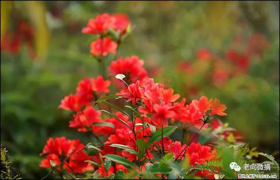 【春天,广西桂林灌阳县向您发出邀请!】登麒麟山,相约映山红 - 游山玩水 - 运城生活社区 - 运城28生活网 yuncheng.28life.com