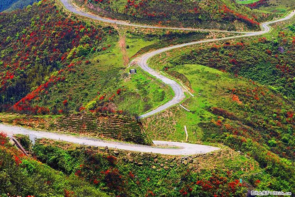 【春天,广西桂林灌阳县向您发出邀请!】春木界上映山红 - 游山玩水 - 运城生活社区 - 运城28生活网 yuncheng.28life.com