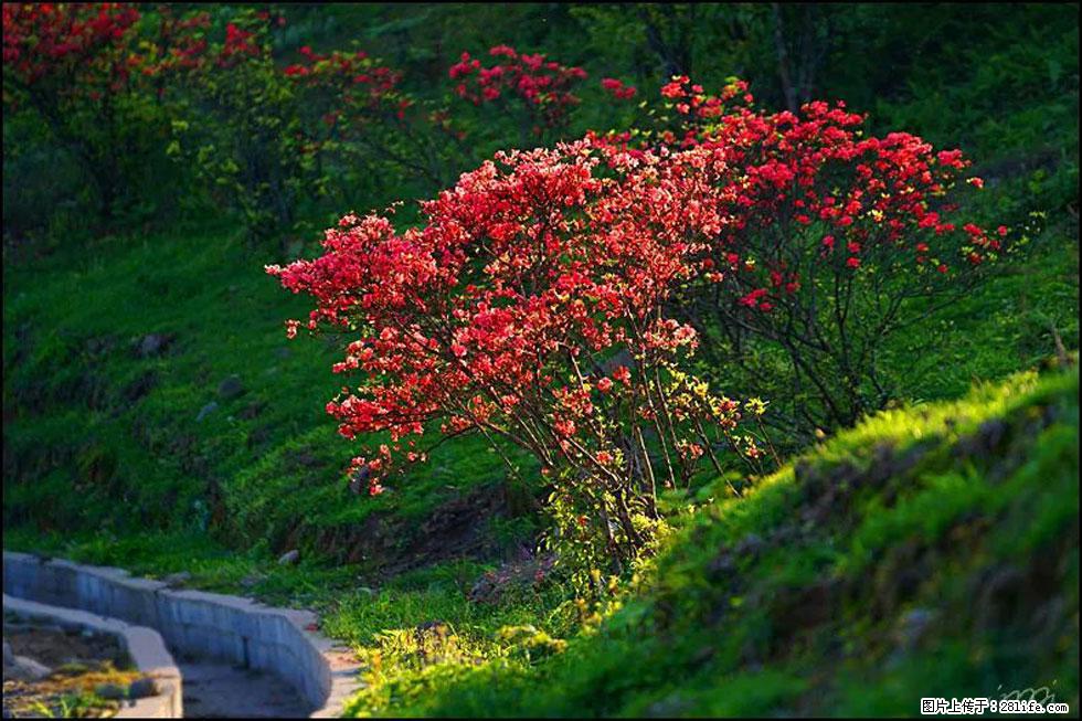 【春天,广西桂林灌阳县向您发出邀请!】春木界上映山红 - 游山玩水 - 运城生活社区 - 运城28生活网 yuncheng.28life.com