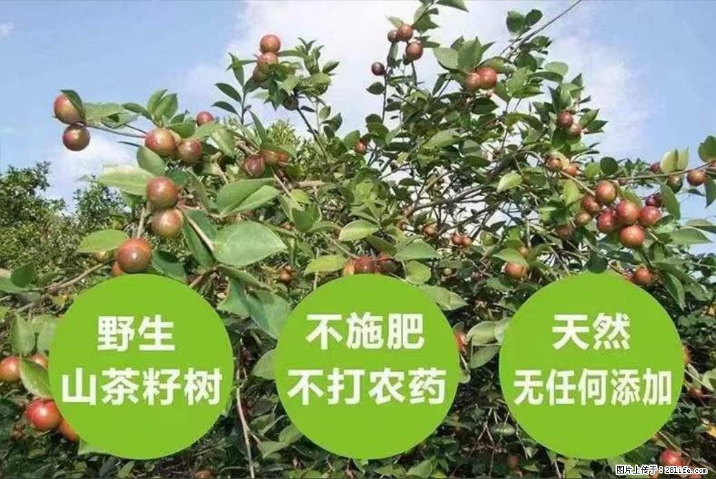 【灌阳县油茶产业示范区】一个有着充实的精神生活的人,对待身外之物自会有一种淡泊的态度 - 土特产 - 饮食特产 - 运城分类信息 - 运城28生活网 yuncheng.28life.com