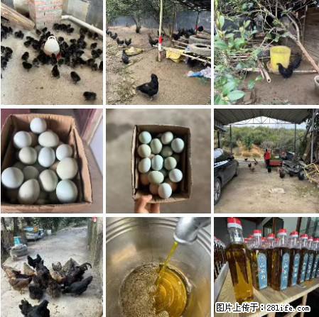 油茶园从小鸡仔开始养起的纯土鸡、土鸡蛋可以预定啦!还有前几天刚榨的纯山茶油哦 - 美食天地 - 运城生活社区 - 运城28生活网 yuncheng.28life.com