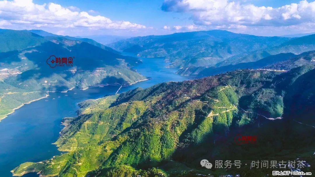 时间果百年古树龙珠普洱生茶 - 购物交流 - 运城生活社区 - 运城28生活网 yuncheng.28life.com