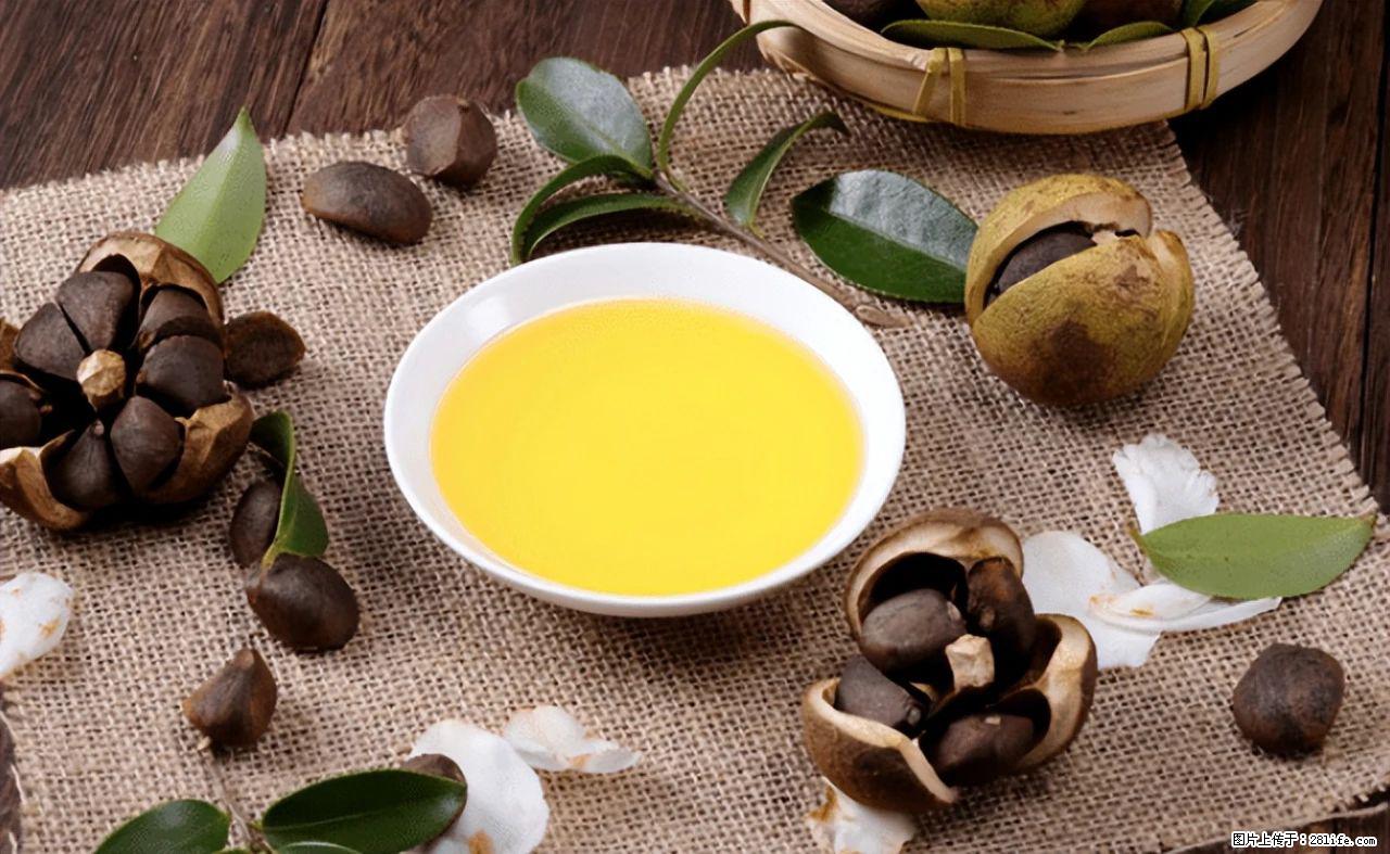 揭秘茶油的5大核心营养成分!被称为人体健康的“守护盾”! - 运城生活资讯 - 运城28生活网 yuncheng.28life.com