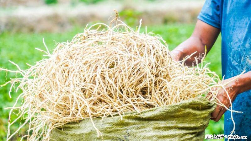 堪称“最难吃”的蔬菜,却是 “抗辐射神器”,还能护肺、清热、止咳化痰! - 运城生活资讯 - 运城28生活网 yuncheng.28life.com