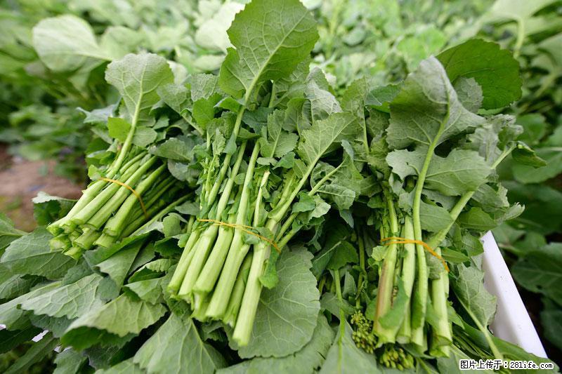 这些蔬菜是“天然钙片”，这6种被医生重点推荐 - 运城生活资讯 - 运城28生活网 yuncheng.28life.com